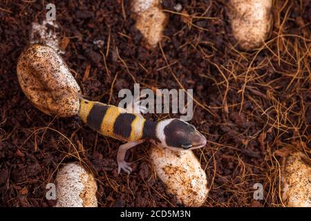 Carino geco leopardo cova di uovo. Piccola lucertola (Eublepharis Macularius). Foto Stock