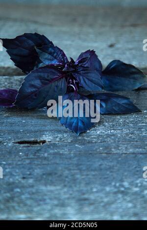 Foglie fresche di basilico rosso su tavola rustica in legno. Purple OPAL Basil scuro Foto Stock