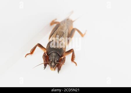 Cricket talpa europea su sfondo bianco. Naturale Foto Stock