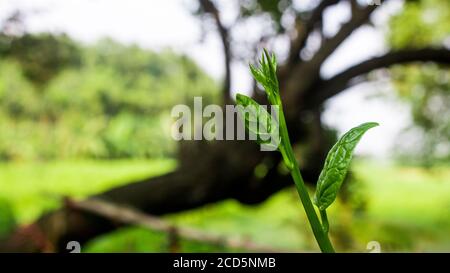 Pui Shak o spinaci malabar che crescono. La Basella alba è una vite commestibile perenne della famiglia delle Basellaceae. Si trova in Asia tropicale e Africa wh Foto Stock