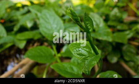 Pui Shak o spinaci malabar che crescono. La Basella alba è una vite commestibile perenne della famiglia delle Basellaceae. Si trova in Asia tropicale e Africa wh Foto Stock