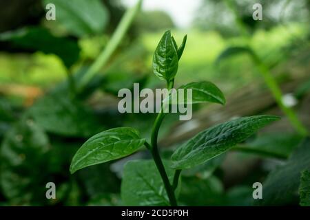 Pui Shak o spinaci malabar che crescono. La Basella alba è una vite commestibile perenne della famiglia delle Basellaceae. Si trova in Asia tropicale e Africa wh Foto Stock