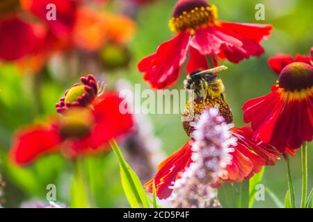 bee sits on a helenium flower in the garden Foto Stock