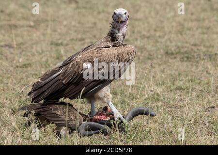 Un avvoltoio con la facciata di una lapide si trova sul cranio di un wildebeest morto durante la Grande migrazione in Kenya. Foto Stock