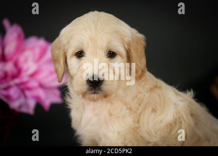 F1 Goldendoodle Puppy in un cestino con sfondo nero Foto Stock