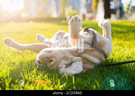 Lo spaniel americano si sta rotolando su erba verde in un parco cittadino. Il sole che tramonta sullo sfondo. Il cane felice giace sulla sua schiena. Foto Stock