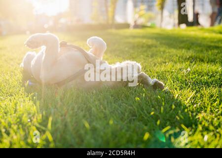 Lo spaniel americano si sta rotolando su erba verde in un parco cittadino. Il sole che tramonta sullo sfondo. Il cane felice giace sulla sua schiena. Foto Stock