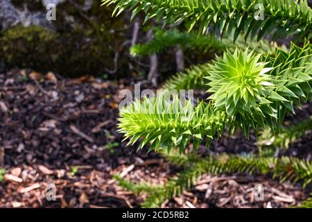 L'albero ginkgo di come è conosciuto con il suo nome botanico 'Ginkgo biloba', è anche conosciuto come l'albero dei maidenhair. Nessuna gente. Foto Stock