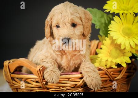 F1 Goldendoodle Puppy in un cestino con sfondo nero Foto Stock