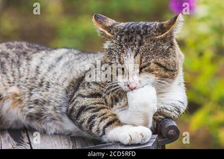 pensatore di gatto pensivo posa zampa al mento ritratto meditativo Foto Stock