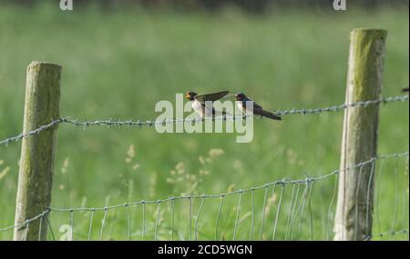 Un paio di rondine giovanili (Hirundo rustica) su filo spinato in attesa di essere nutrito da un genitore. Foto Stock