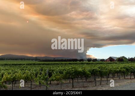 Enologia Paese conflagrazione - ampia vista del fumo che emana dal fuoco Walbridge dietro uno dei molti vigneti della zona. Santa Rosa, California, Stati Uniti Foto Stock