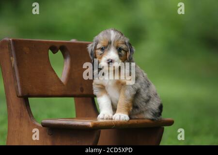 Blue Merle Aussiedoodle cucciolo seduto su una panchina esterna con sfondo verde Foto Stock