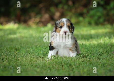 Blue Merle Aussiedoodle cucciolo seduto sull'erba fuori con sfondo verde Foto Stock