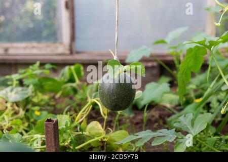 Un piccolo cocomero verde non maturo con radici Foto Stock