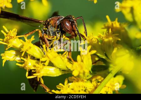 Polistes di wasp di carta) ricoperti di polline di verga d'oro Foto Stock