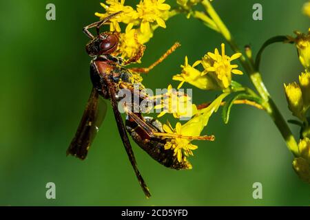 Polistes di wasp di carta) ricoperti di polline di verga d'oro Foto Stock