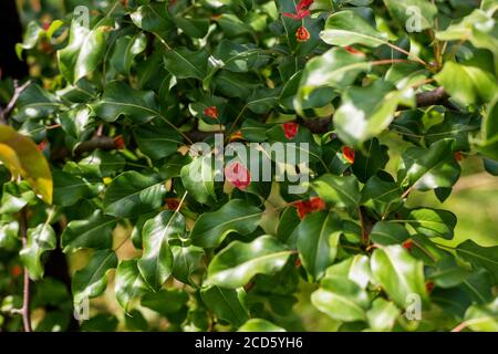 Colpito dalla malattia fungina Gymnosporangium sabinae pera Foto Stock