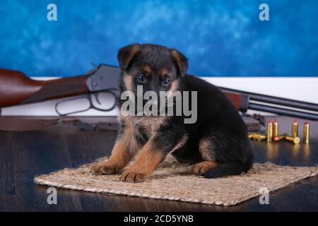 Il Pastore tedesco Puppy seduto di fronte ad una pistola e. elenchi puntati Foto Stock