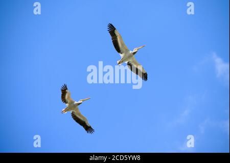 Due pellicani che volano proprio sopra nel cielo blu Foto Stock