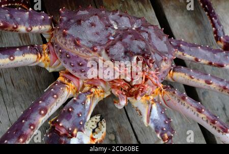 Granchio gigante del re rosso chiamato come granchio di Kamchatka appena dall'acqua, primo piano di faccia Foto Stock