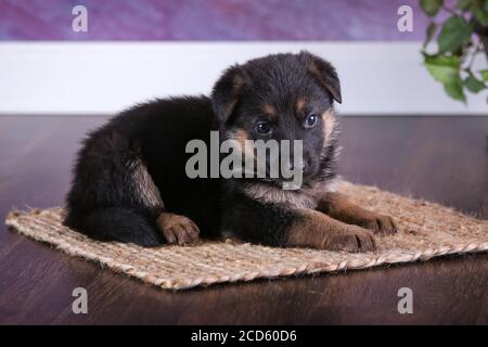 Pastore Tedesco cucciolo Foto Stock