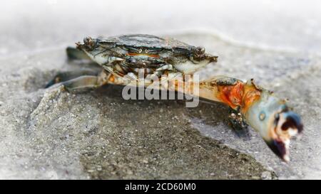 granchio con un grande artiglio in procinto di combattere sulla sabbia. carapace forte per la protezione e un artiglio gigante per la difesa, questo crostacei è un formidabile combattente Foto Stock