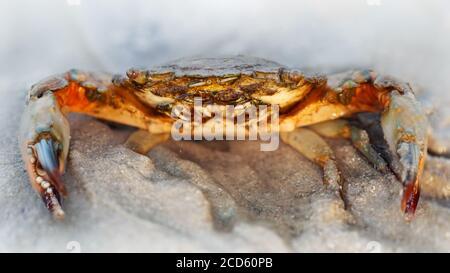 primo piano di un granchio rosso con grandi artigli e un carapace forte sulla sabbia, questo crostacei è un combattente formidabile. macro foto della vita marina Foto Stock