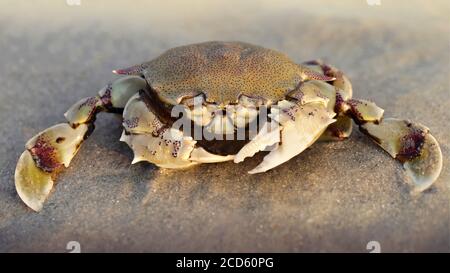 granchio sulla sabbia al tramonto, un carapace forte per la protezione e due grandi artigli per la difesa, questo crostacei è un combattente formidabile. macro foto Foto Stock