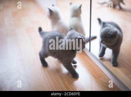 gattini inglesi shorthair di colore blu e crema che giocano davanti dello specchio Foto Stock