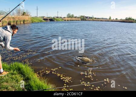 Il momento in cui il pescatore tira il pescatore della carpa fuori del fiume. Lo aspetta con una rete ausiliaria per una presa sicura. Foto Stock