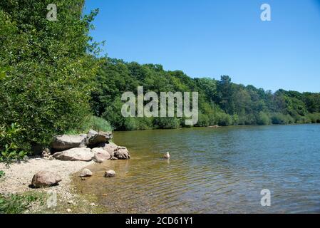 Dintorni di Lac du Settons (lago di Settons) a Morvan, Francia Foto Stock