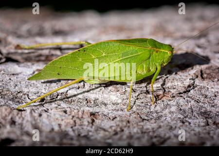 Un katydid verde in piedi sulla corteccia dell'albero bruno imita l'aspetto di una foglia. Foto Stock