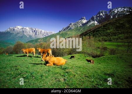 Gruppo di bovini in campo con montagne sullo sfondo, Parco Nazionale Picos de Europa, Spagna Foto Stock