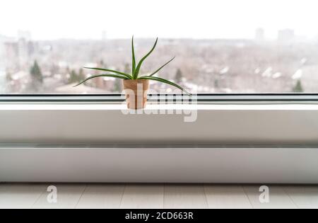 Impianto dalla finestra dell'appartamento in inverno - impianto di depurazione aria Aloe vera per pulire l'aria da sostanze chimiche tossiche - naturale purificatore all'interno di edifici condominio Foto Stock