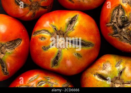 Pomodori crackizzati a causa della pioggia dopo la siccità. Concetto di problema di giardinaggio. Foto Stock