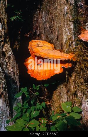 Zolfo Shelf Fungus, Pollo dei boschi, Laetiporus sulfureus. Valley of the Hoh River, Olympic National Park, Washington, USA. Foto Stock