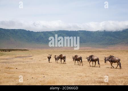 Gnu in fila su di Ngorongoro Conservation Area cratere, Tanzania. Fauna africana Foto Stock