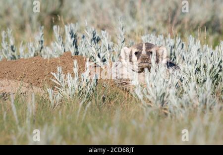 Badger nelle praterie canadesi Foto Stock