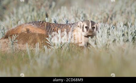 Badger nelle praterie canadesi Foto Stock