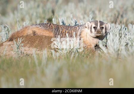 Badger nelle praterie canadesi Foto Stock