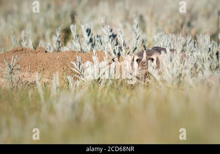 Badger nelle praterie canadesi Foto Stock