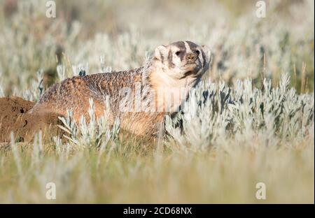 Badger nelle praterie canadesi Foto Stock