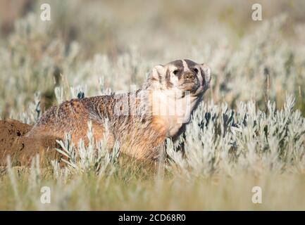 Badger nelle praterie canadesi Foto Stock