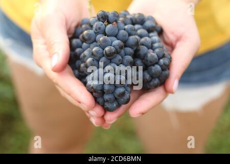 Uve mature nelle mani di una giovane ragazza dentro brevi pantaloncini in denim nel vigneto Foto Stock