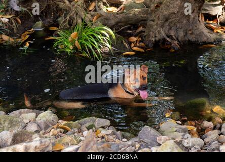 Hong Kong, Cina: 26 ago, 2020. Un cane si raffredda in un ruscello presso la Nature Harvest Farm a Pak Shui Wun, Port Shelter Hong Kong. Con temperature di 35¼ de Foto Stock