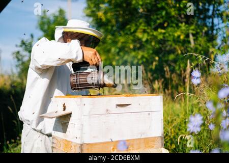 Apiarist in tuta bianca protettiva e guanti fumigando l'alveare con l'ape fumatore per calmare le api. Foto Stock