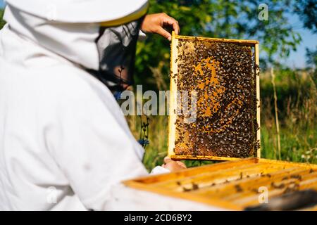 Vista posteriore dell'apicoltore che controlla nido d'ape pieno di api su telaio per controllare la situazione nella colonia di api Foto Stock