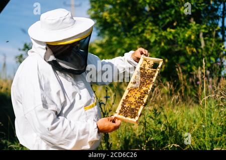 Apiarist ispezionando nido d'ape pieno di api su telaio di legno a. situazione di controllo nella colonia di api Foto Stock