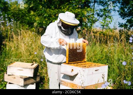 Apicoltore che solleva ed esamina nido d'ape pieno di api sul telaio per controllare la situazione nella colonia di api. Foto Stock